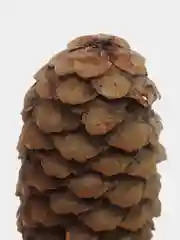 Шишки еловые, 10 штук 8-12 см