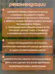 Синий миска для выращивания травы, для кошек, проращиватель травы