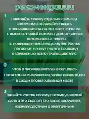 Зеленый миска для выращивания травы, для кошек, проращиватель травы