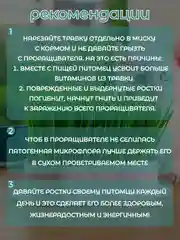 Голубой миска для выращивания травы, для кошек, проращиватель травы
