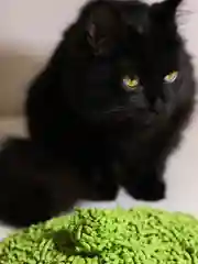Зеленый наполнитель для кошачьего туалета, комкующийся 5 кг