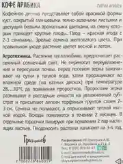 Кофе Арабика (семена)