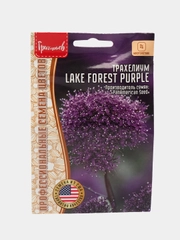 Трахелиум Lake Forest Purple (семена,цветы)
