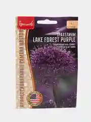 Трахелиум Lake Forest Purple (семена,цветы)