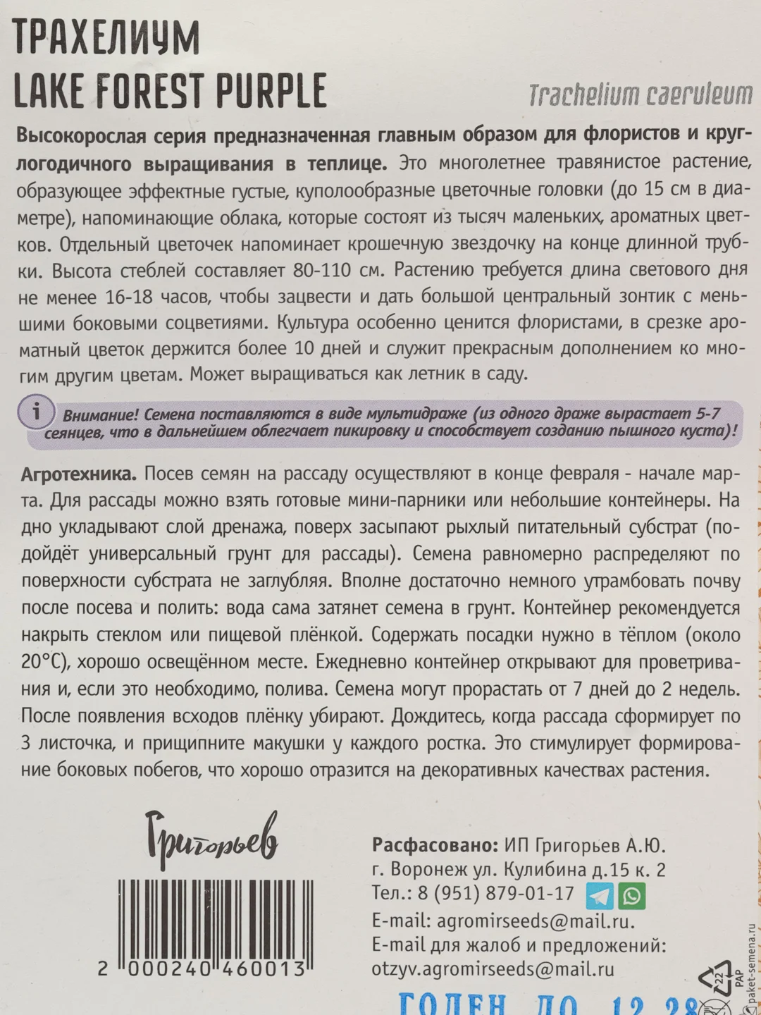 Трахелиум Lake Forest Purple (семена,цветы)