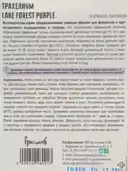Трахелиум Lake Forest Purple (семена,цветы)
