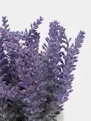 Фиолетовый цветы искусственные и растения в горшке, лаванда