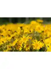 Гель для тела Арника