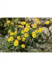 Гель для тела Арника