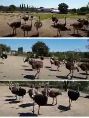 Жир страуса Эму