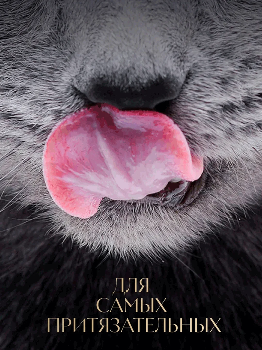 Влажный корм для кошек SHEBA® Крафт Коллекция «Сочные слайсы. Курица в соусе» 28шт по 75г