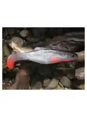Серый силиконовая приманка из Сербии ORKA Shad 26 WB