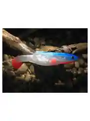 Разноцветный силиконовая приманка из Сербии ORKA Shad 26 WBU