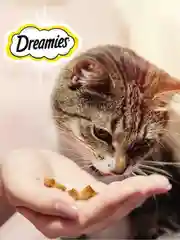 Лакомство для кошек Dreamies подушечки с курицей, 140г