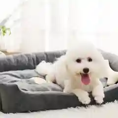 Лежанка для собак и кошек
