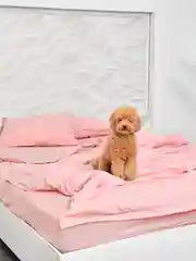 Пудровый простынь классическая ILMA