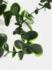 Лесной зеленый искусственное растение эвкалипт в горшке вьющееся декоративное лиана