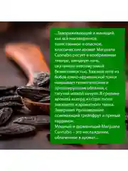 Ароматизатор Wisper Marijuana Cannabis