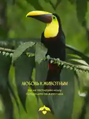 Гель для душа SOLZAO Ipanema Girl, парфюмированный, натуральный, с маслом миндаля, 400 мл
