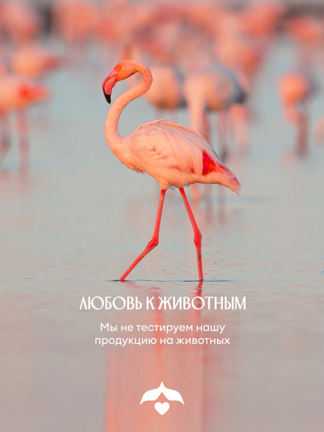 Гель для душа  SOLZAO Peach Beach, с экстрактом персика, без сульфатов и парабенов, 400 мл