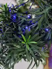 Гирлянда Твинкл Neon-Night Темно-зеленый, 80 LED, синие, не соединяется, 10 м