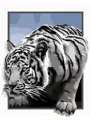 Белый тигр Картина по номерам на холсте с подрамником 40х50 "Hobby Paint"