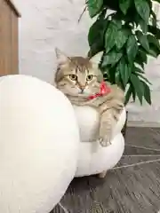 Пуф с ящиком Винни