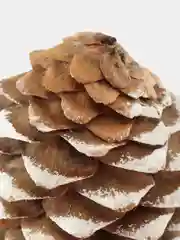 Шишки декоративные для рукоделия