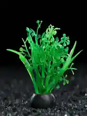 Растения для аквариума