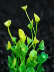 Растения для аквариума