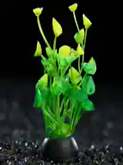 Зеленый растения для аквариума