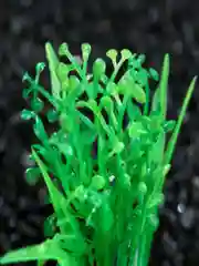Зелёный хаки растения для аквариума