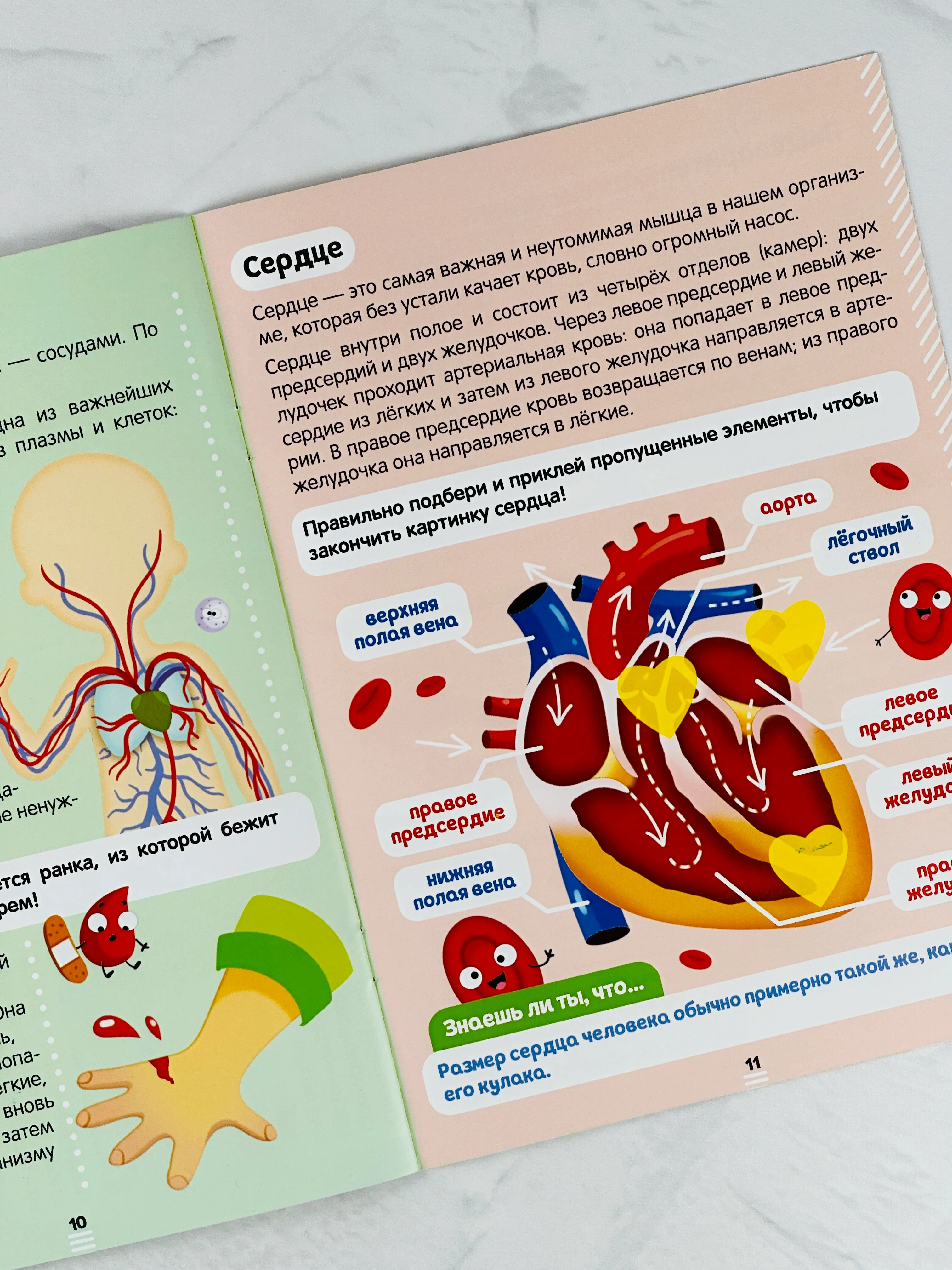 Познавательная книжка с наклейками для малышей Наклейки Как устроено моё тело 16 стр Игра