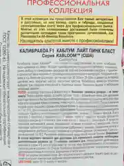 Калибрахоа Каблум Лайт Пинк Бласт F1 (семена,цветы)