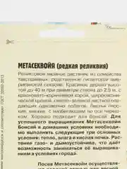 Метасеквойя (семена)