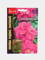 Роза Морщинистая (семена,цветы)