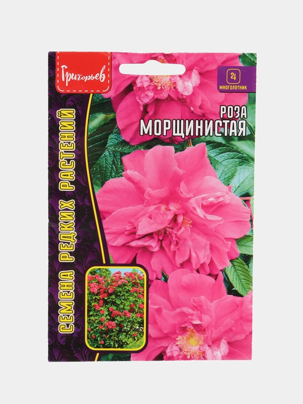 Роза Морщинистая (семена,цветы)