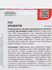 Роза Морщинистая (семена,цветы)