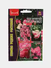 Роза китайская Angel Wings (семена,цветы)