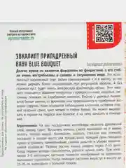 Эвкалипт припудренный Baby Blue Bouquet (семена,цветы)