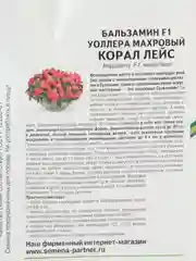 Бальзамин F1 Уоллера махровый Корал Лейс партнер (семена,цветы)