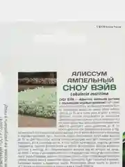 Алиссум Сноу вэйв партнер (семена,цветы)