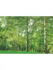 Фотообои бумажные Симфония "Берёзовая роща", 280х200 см