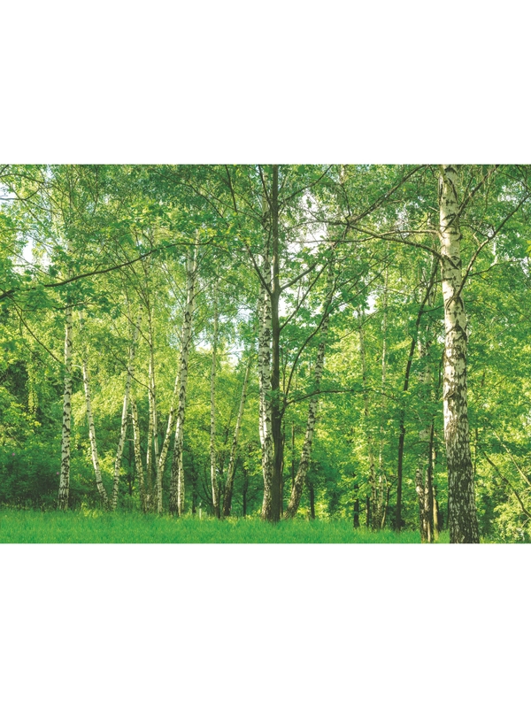 Фотообои бумажные Симфония "Берёзовая роща", 280х200 см