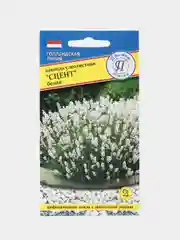 Лаванда узколистная Сцент Белая (семена,цветы)