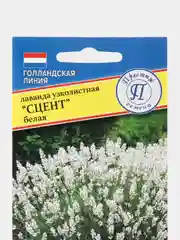 Лаванда узколистная Сцент Белая (семена,цветы)