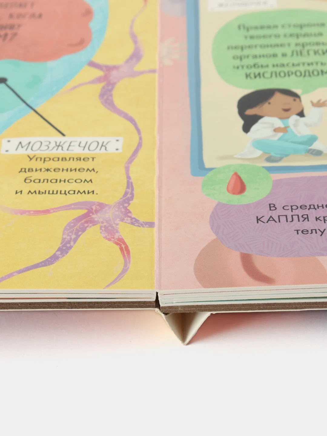 Книжка с окошками. Большая книга с окошками. Тело человека