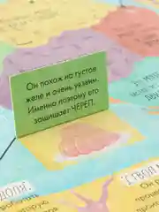 Книжка с окошками. Большая книга с окошками. Тело человека