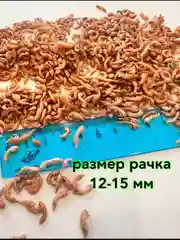 Гаммарус крупный просеянный "ОБОЖАЙКА", 60 г, корм для черепах