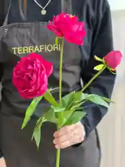 Фуксия пионы искусственные цветы большая ветка 3 бутона, пион искусственный
